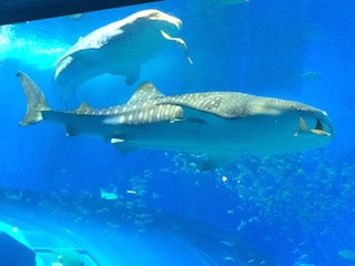 ���s���ʐ^-58